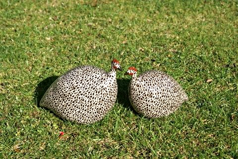 Ceramic guinea fowl