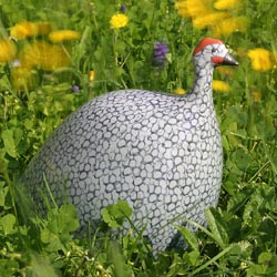 Ceramic guinea fowl